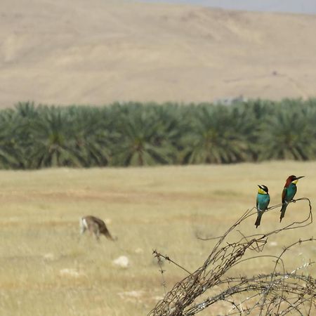 Meqor Hayyim חוות עינות קדם- Einot Kedem Farmヴィラ エクステリア 写真