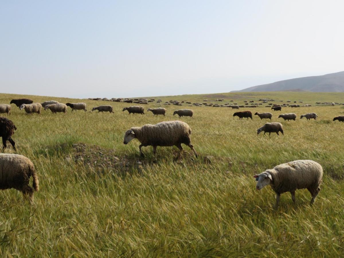 Meqor Hayyim חוות עינות קדם- Einot Kedem Farmヴィラ エクステリア 写真